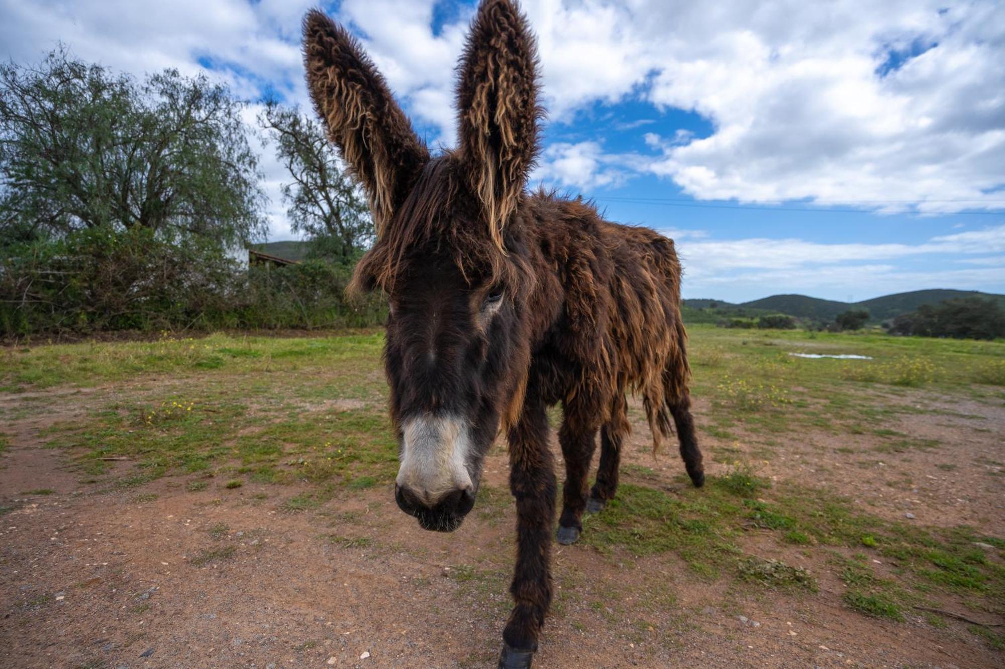 Burro Ville By Host Wise Portimao Exterior photo