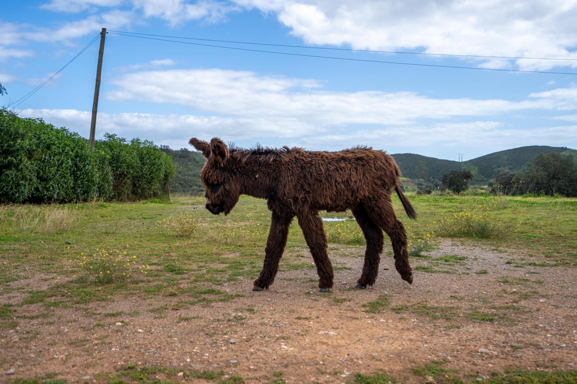 Burro Ville By Host Wise Portimao Exterior photo